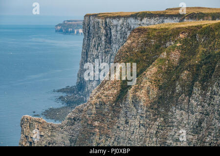 Vista di uccelli Bempton Cliffs dove 13.500 sule nido ogni anno. Foto Stock