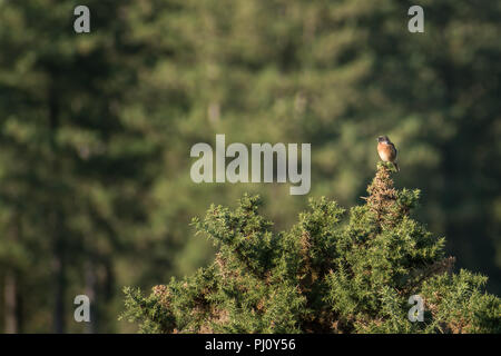 Maschio (Stonechat Saxicola torquata) seduto in alto su una boccola di ginestre nella nuova foresta, England Regno Unito su un giorno d'estate. Foto Stock