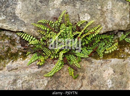 Maidenhair spleenwort, Asplenium trichomanes, una piccola felce, che cresce su una parete Foto Stock