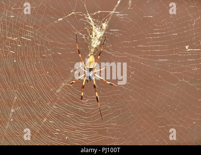 Seta dorata Orbweaver Spider (Nephila Clavipes) Foto Stock