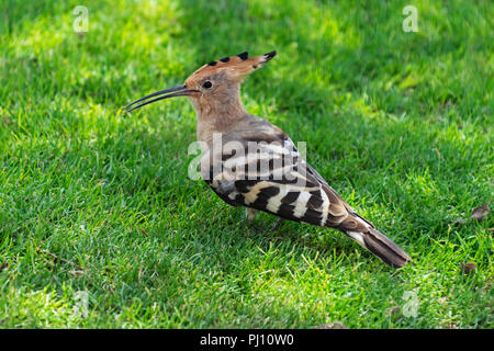 bellissimo impressionante duchifat hoopoe upupa epps uccello posato su un lussureggiante prato ombreggiato in un giardino in arad israele Foto Stock