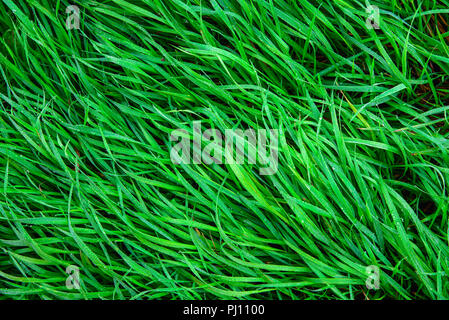 Erba verde e rugiada su di esso Foto Stock