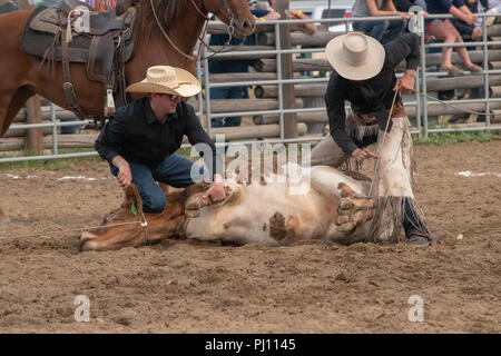 I cowboys competere nel vitello doctoring concorrenza all'annuale ranch ...