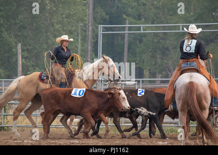 I cowboys competere nel vitello doctoring concorrenza all'annuale ranch ...