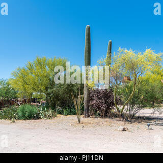 Primavera nel deserto di Sonora con cactus Saguaro, alberi in fiore con fiori di colore giallo e di altri tipi di vegetazione sotto un cielo blu chiaro. Foto Stock