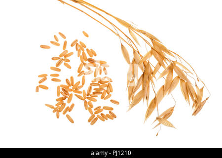 Oat spike con grani isolati su sfondo bianco Foto Stock