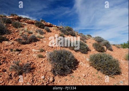 Russian thistle boccole crescente sul lato di una collina in Dead Horse Point State Park, Utah, Stati Uniti d'America. Foto Stock