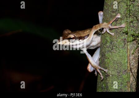 Un dark-eared Raganella (Polypedates macrotis) arroccato nella foresta pluviale di notte in Kubah National Park, Sarawak, Est Malesia, Borneo Foto Stock