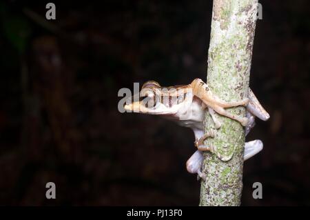 Un dark-eared Raganella (Polypedates macrotis) arroccato nella foresta pluviale di notte in Kubah National Park, Sarawak, Est Malesia, Borneo Foto Stock