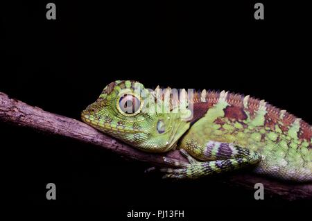 Una femmina Blue-Eyed Forest Lizard (Gonocephalus liogaster) nella foresta di notte in Kubah National Park, Sarawak, Est Malesia, Borneo Foto Stock