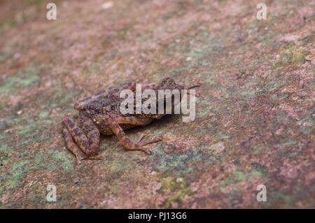 Un nano snello Toad (Ansonia minuta) su un masso in Kubah National Park, Sarawak, Est Malesia, Borneo Foto Stock