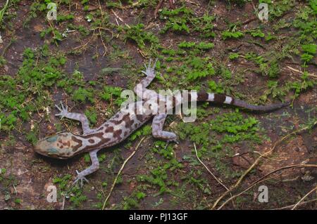 Un Inger piegato-toed Gecko (Cyrtodactylus pubisulcus) nella foresta di notte in Kubah National Park, Sarawak, Est Malesia, Borneo Foto Stock