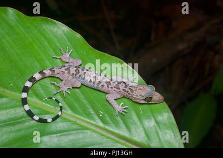 Un Inger piegato-toed Gecko (Cyrtodactylus pubisulcus) nella foresta di notte in Kubah National Park, Sarawak, Est Malesia, Borneo Foto Stock