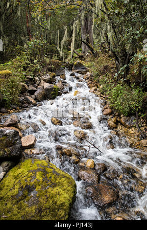 Flusso nella foresta pluviale tra Soi Thangthangkha e Jangothang, Thimphu distretto, Snowman Trek, Bhutan Foto Stock