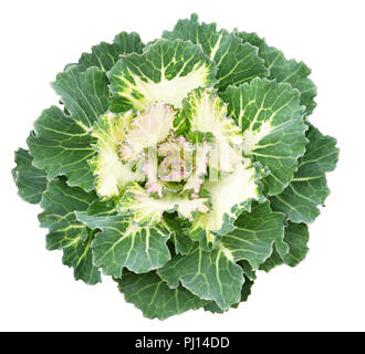 Cavoli ornamentali isolati su bianco. Cavolo decorativa. Brassica oleracea var. acephala. Foto Stock