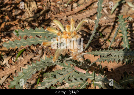 Banksia victoriae, Lanosi Banksia arancione Foto Stock