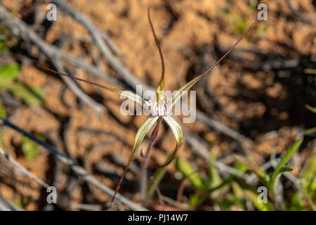 Caladenia polychroma, comune Spider Orchid Foto Stock