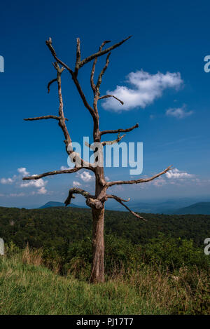 Un albero morto ancora in piedi che si affaccia sulla valle Shenendoah lungo la Skyline Drive. Foto Stock