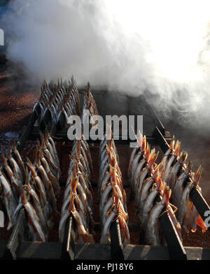 Righe di fresco eglefino, su scaffalature, in attesa di essere estratti oltre il fumo da trucioli di legno e si è trasformata in un tradizionale delicatezza scozzese chiamato Arbroath smokies, chiamato dopo la città sulla costa orientale della Scozia. Il fumo può essere visto billowing in background non appena si raggiunge la giusta temperatura. Foto Stock