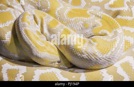 Indian albino python delle rocce avvolto in una bobina Foto Stock
