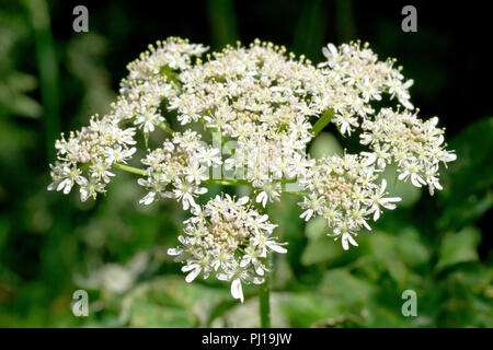 Hogweed (heracleum sphondylium), noto anche come mucca pastinaca, una chiusura di un fiore solitario di testa. Foto Stock