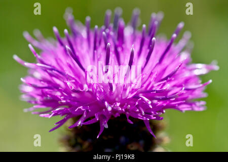 Fiordaliso minore (centaurea nigra), noto anche come Hardheads, una chiusura di un singolo back lit testa di fiori. Foto Stock