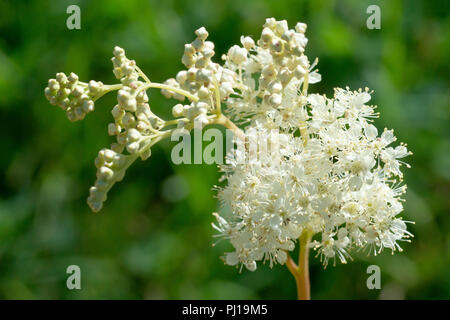 Olmaria (Filipendula ulmaria), close up di un solitario fioritura di testa. Foto Stock