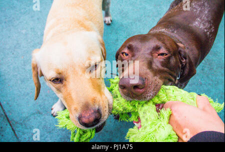 Due cani giocando con un pezzo di corda, Stati Uniti Foto Stock