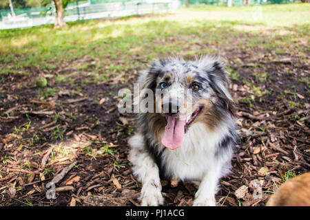 Pastore australiano cucciolo sdraiato sul terreno in un parco, Stati Uniti Foto Stock