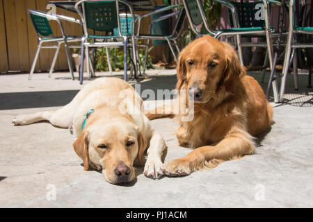 Retriever e labrador cani giacente in sun, Stati Uniti Foto Stock