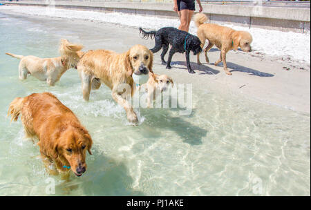 Donna che cammina sulla spiaggia con un gruppo di cani, Stati Uniti Foto Stock