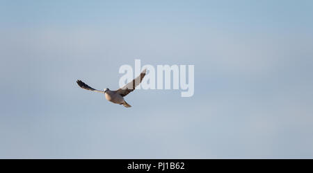 Colomba in volo, Nxai Pan, Botswana Foto Stock