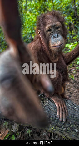 Femmina di puntamento orangutan, Borneo, Indonesia Foto Stock