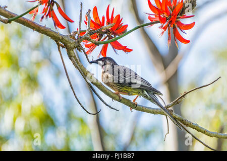 Rosso (Wattlebird Anthochaera carunculata) alimentazione su nectar su un albero di corallo, Australia occidentale, Australia Foto Stock