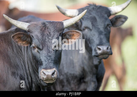 Nguni Vitelli, Sud Africa Foto Stock