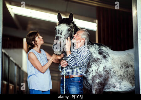 Una coppia senior petting un cavallo in una stalla. Foto Stock