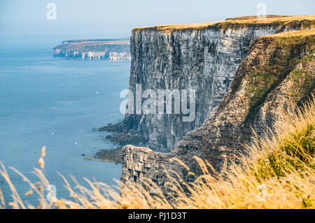 Vista di uccelli Bempton Cliffs dove 13.500 sule nido ogni anno. Foto Stock