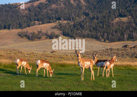 Gruppo di pronghorns maschio (Antilocapra americana) pascolando nella Lamar Valley al tramonto, il Parco Nazionale di Yellowstone, Wyoming USA Foto Stock