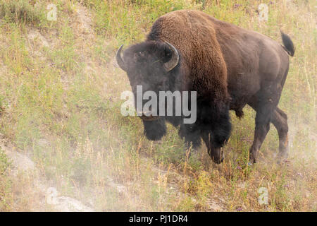 I bisonti americani (Bison bison) maschio carica, il Parco Nazionale di Yellowstone, Wyoming negli Stati Uniti. Foto Stock