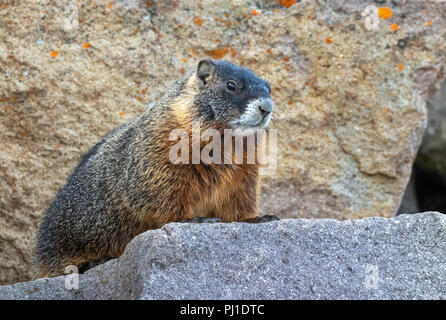 Marmotta di ventre giallo (Marmota flaviventris) in habitat rocciosi, il Parco Nazionale di Yellowstone, Wyoming USA Foto Stock