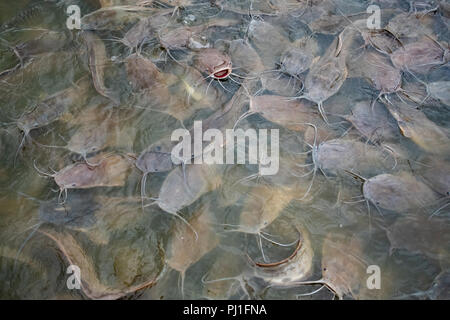 Molti pesci gatto sono in acqua. Foto Stock