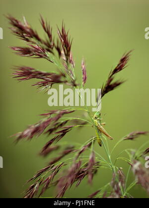 Grasshopper prato su canna Foto Stock