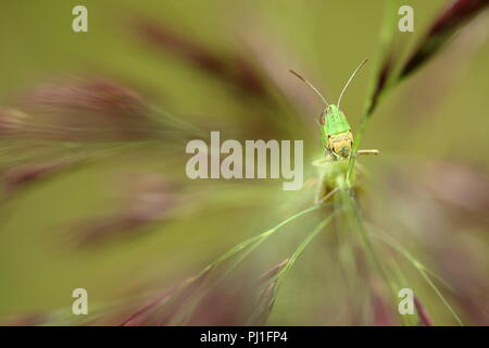 Grasshopper prato su canna Foto Stock