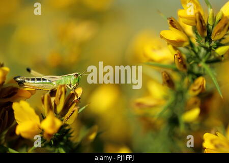 Pascolo grasshopper sulla gola Foto Stock