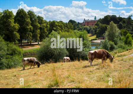 Longhorn il pascolo di bestiame accanto al fiume Severn a Shrewsbury, con Shrewsbury School in background. Shropshire, Inghilterra, Regno Unito Foto Stock