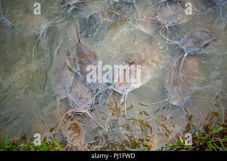 Molti pesci gatto sono in acqua. Foto Stock