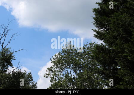 Alberi nuvole e cieli blu Foto Stock