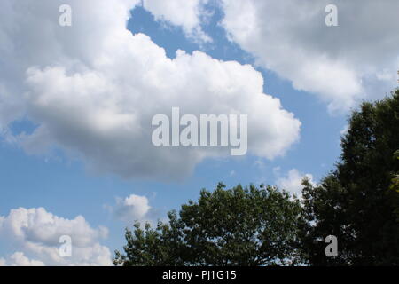 Alberi nuvole e cieli blu Foto Stock