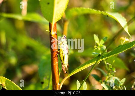 Sulla levetta di erba si siede una grande grasshopper, questo bellissimo insetto che vive nell'erba e ha forti zampe posteriori che gli permette di saltare una lunga dis Foto Stock