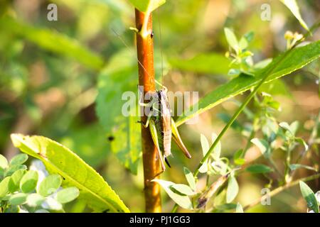 Sulla levetta di erba si siede una grande grasshopper, questo bellissimo insetto che vive nell'erba e ha forti zampe posteriori che gli permette di saltare una lunga dis Foto Stock
